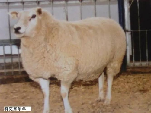 全球最尊贵的羊:出生即建“电子档案 全球最尊贵的羊:出生即建“电子档案