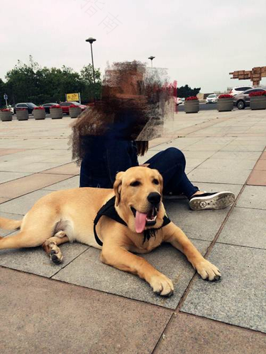 怎么养拉布拉多幼犬的方法大全 怎么养拉布拉多幼犬的方法大全