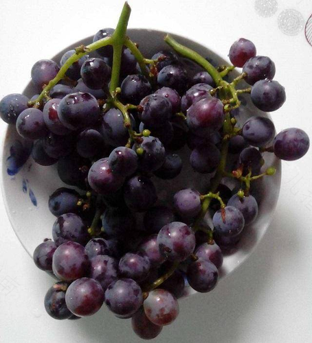 怀孕多吃葡萄宝宝眼睛真的会大吗