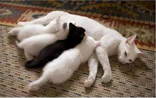 怀孕了,家里养的有猫猫狗狗怎么办 怀孕了,家里养的有猫猫狗狗怎么办